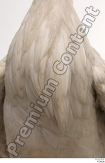 Black stork chest 0002.jpg